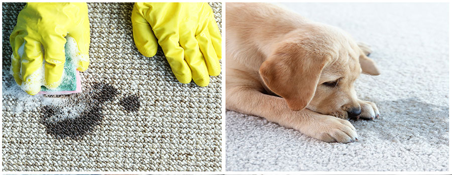 carpet cleaning services Santa Clarita